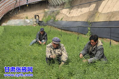 民樂縣大力發(fā)展現(xiàn)代農(nóng)業(yè)紀實 食用農(nóng)產(chǎn)品初加工結(jié)碩果